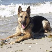 Schæferhund Degn´s Lasja