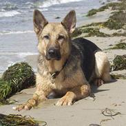 Schæferhund Degn´s Lasja