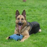 Schæferhund Degn´s Lasja