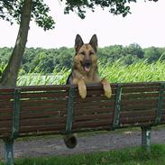 Schæferhund Degn´s Lasja