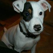 Jack russell terrier Carlos