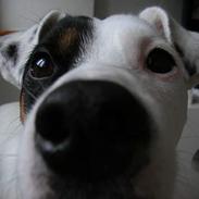 Jack russell terrier Carlos