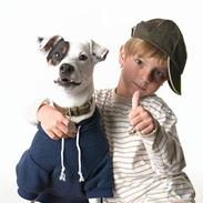 Jack russell terrier Carlos