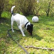 Dansk svensk gaardhund Bølle