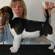 Beagle Taz