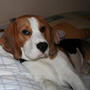 Beagle Taz