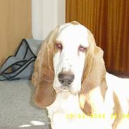 Basset hound Walter  R.I.P