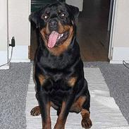 Rottweiler Laban