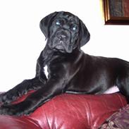 Cane corso Bonzo