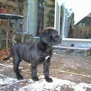 Cane corso Bonzo