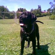 Cane corso Bonzo