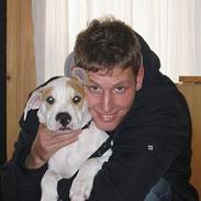 Amerikansk bulldog Luna