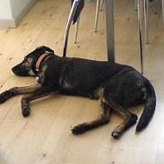 Blanding af racer Trunte