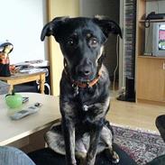 Blanding af racer Trunte