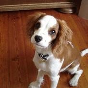 Blanding af racer Fimpe