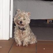 West highland white terrier Falcon Smokey Ice(Ludvig)