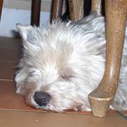 West highland white terrier Falcon Smokey Ice(Ludvig)