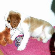 Blanding af racer Fimpe