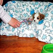 Blanding af racer Fimpe