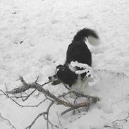 Border collie Cindy