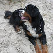 Berner sennenhund Bosse