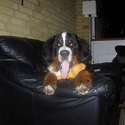 Berner sennenhund Bosse