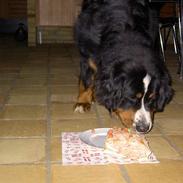 Berner sennenhund Bosse