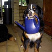 Berner sennenhund Bosse