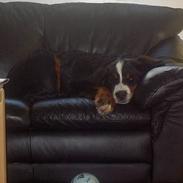 Berner sennenhund Bosse