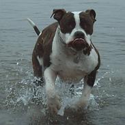 Amerikansk bulldog Eddie