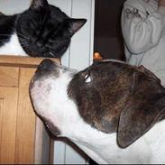 Amerikansk bulldog Eddie