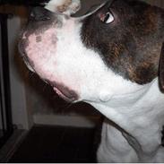 Amerikansk bulldog Eddie