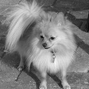 Pomeranian Amos