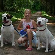 Amerikansk bulldog loke