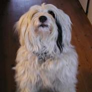 Tibetansk terrier Spock