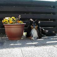 Shetland sheepdog Rickey