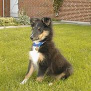 Shetland sheepdog Rickey