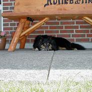 Shetland sheepdog Rickey