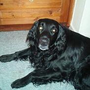 Flat coated retriever blackie (R.I.P)