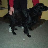 Flat coated retriever blackie (R.I.P)