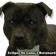 Staffordshire bull terrier Bernhard