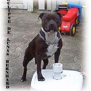 Staffordshire bull terrier Bernhard