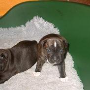 Staffordshire bull terrier Bernhard