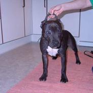 Staffordshire bull terrier Bernhard