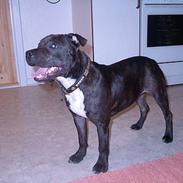 Staffordshire bull terrier Bernhard
