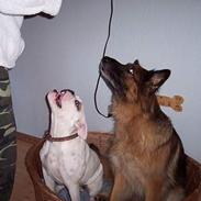 Engelsk bulldog Victor