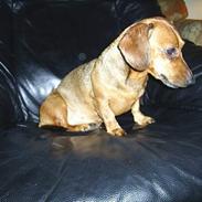 Dværggravhund Daisy (R.I.P)