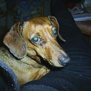 Dværggravhund Daisy (R.I.P)