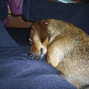 Dværggravhund Daisy (R.I.P)