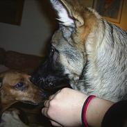 Dværggravhund Daisy (R.I.P)